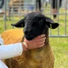 thisfarminglife69