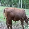 valdirgoncalves51