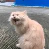 jebebskanaka