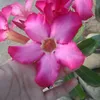 natashadedase