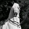 w_al_hamdan