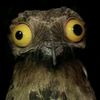 supebirb
