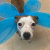 twitterthedog