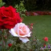 binhpham_3