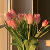 favtulip_