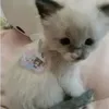 if.ngwndi