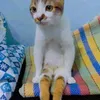 thich_comment_dao