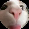 rpyb12