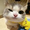 cacutshere