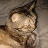 spaidercat0