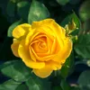 plantasvitoria