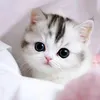 mominashahid74