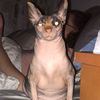 maddoxgau