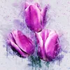 purple_tulip_