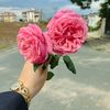 aylaa31