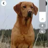 sergisorki