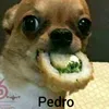 henrique_das_loucuras