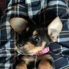 mablethepup1