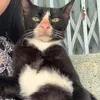 culibeo