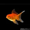 goldfish_uk