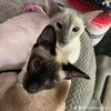 sanna_king_