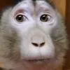 🐵chio🇯🇵
