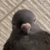 hxhxvemif