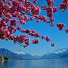 lourdesbouquet35