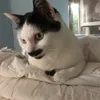 hennyuster