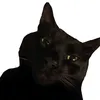 miaukiszon