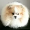 sunlordpoms