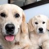 Rocco & Rose 🐾