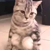 khangcodo3
