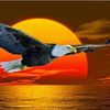 amirsharaf7