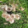 im_mushroom