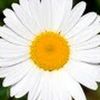 useralena72