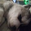 wolfkiller019