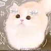 cam_h.an
