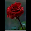 user2430997217323