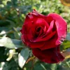 saniy59_