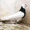 jorjes_yako_