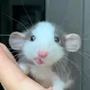 yoongstin