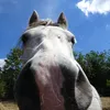random.horse.stuff__