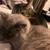 luckyclove22