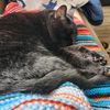 craftspluscats