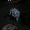 vluoripithe