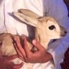 ੁ 🦌ੋ