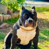lazybulliez