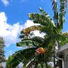 thepalmtreewithbananas