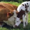 cowtipper16
